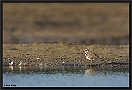 Kleine Plevier, Little Ringed Plover, Charadrius dubius Location: Wierden, the Netherlands kleine plevier MG 4063 kopie